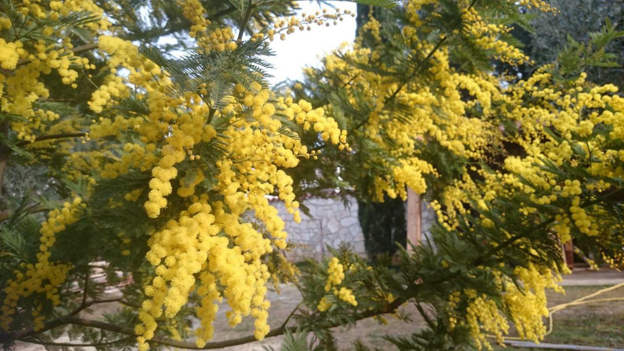 Apartments Dina بولا المظهر الخارجي الصورة